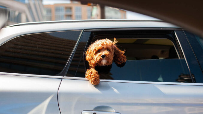 ראש של כלב מציץ מתוך חלון רכב